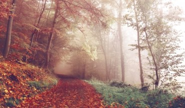 wood-lying-pathways-autumn-forest